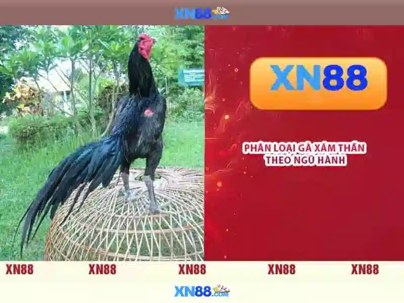 Lợi ích khi tham gia xn88