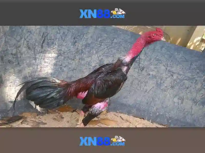 xn88 – Nền tảng trò chơi trực tuyến toàn diện