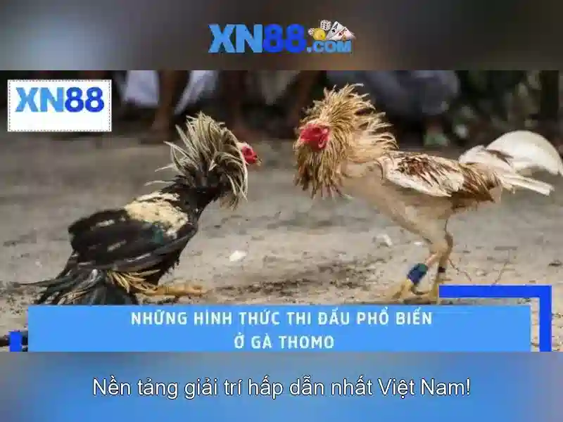 Đặc điểm nổi bật